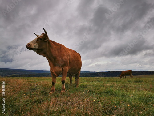 A Hareford cow grazing in a pasture against a cloudy sky.