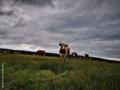 A Hareford cow grazing in a pasture against a cloudy sky. photo