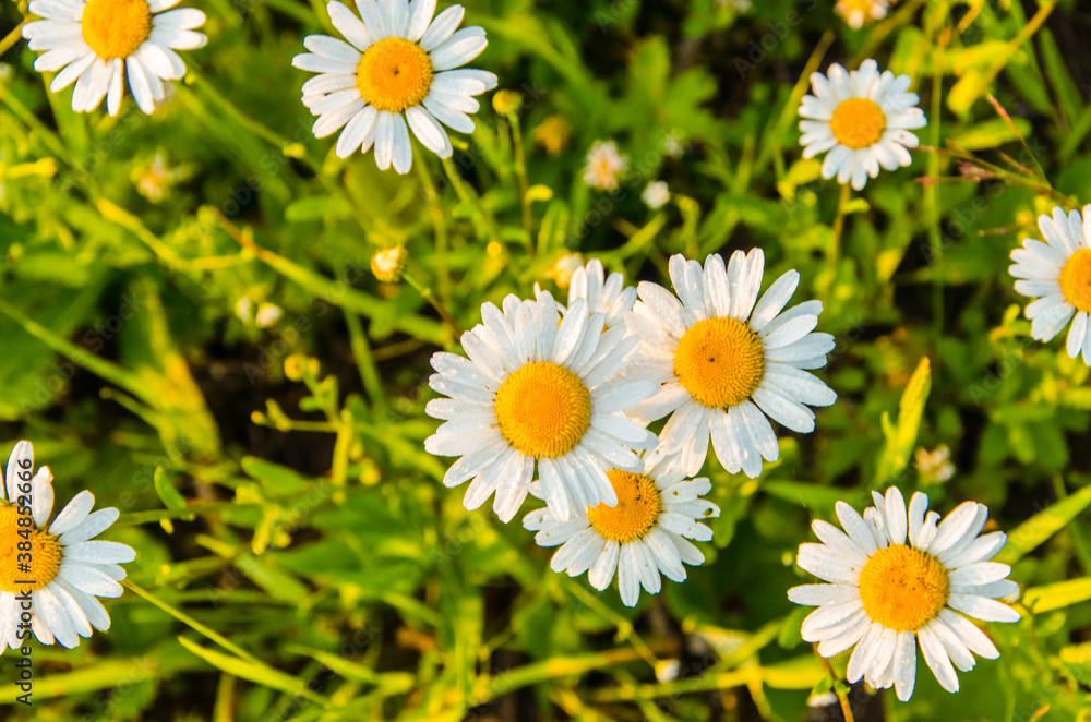 Obraz premium chamomile field in the morning fog