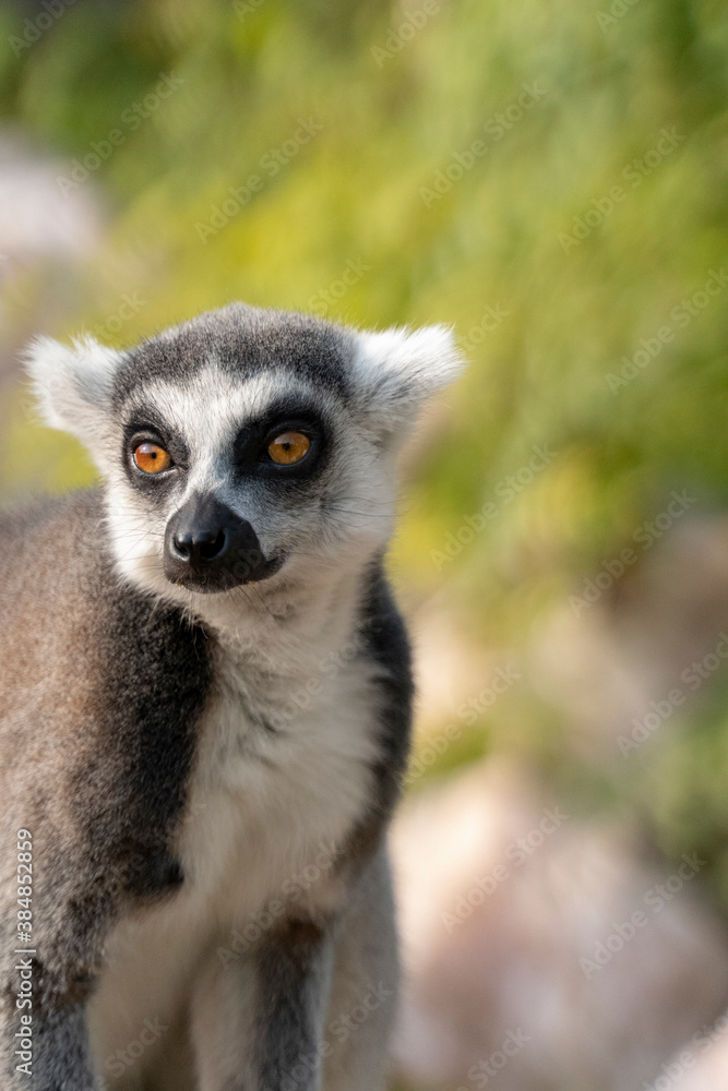 Fototapeta premium Portrait of a beautiful ring-tailed lemur