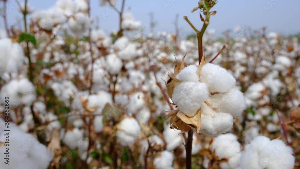 A cotton field at sunset ready to be harvested. Agriculture Concept A cotton field at sunset ready to be harvested. Agriculture Concept