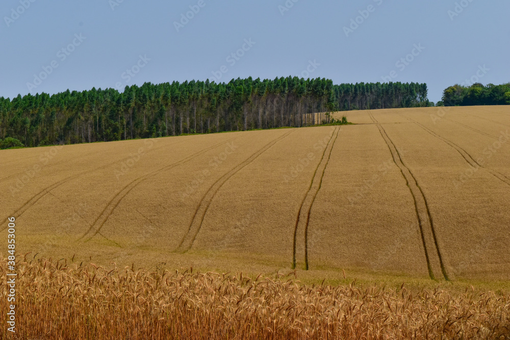 Wheat Plantation Agriculture Wheat Plantation Agriculture