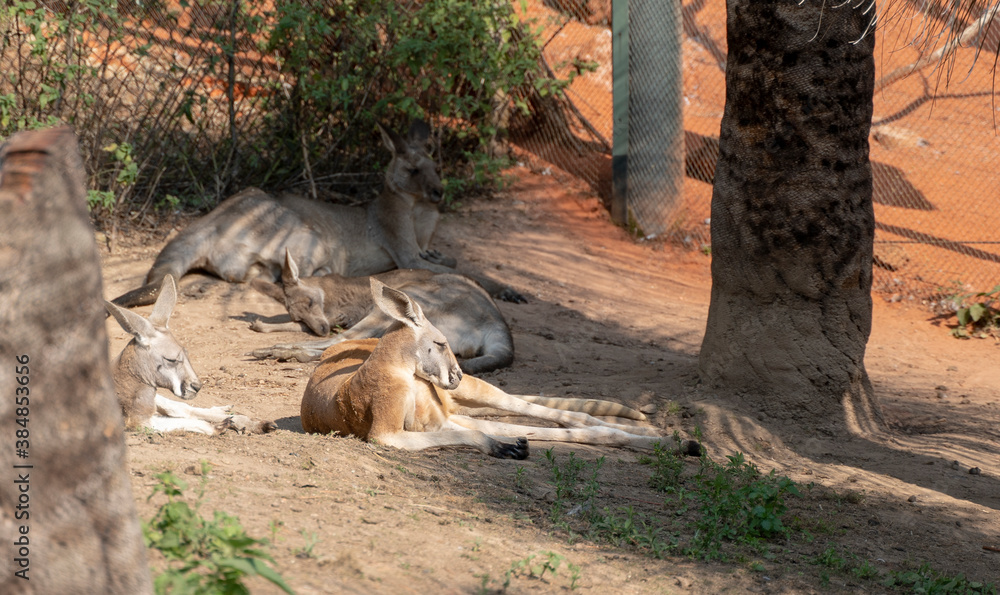 Kangaroes taking a nap on a sunny day Kangaroes taking a nap on a sunny day