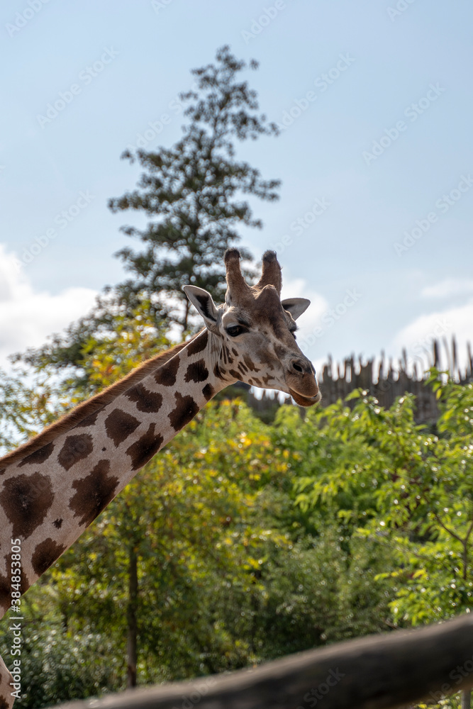 Obraz premium Portrait of a beautiful giraffe on sunny day