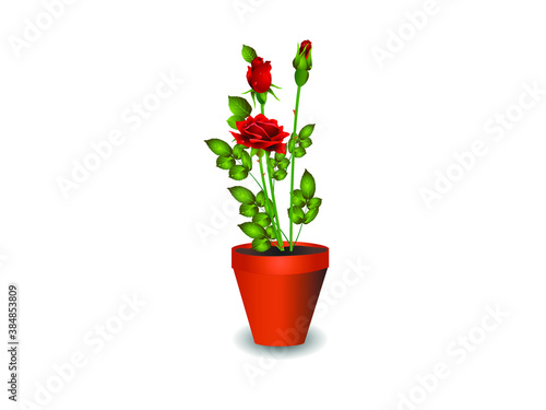 Bush of lovely red rose flowers in the pot Isolated on white background.