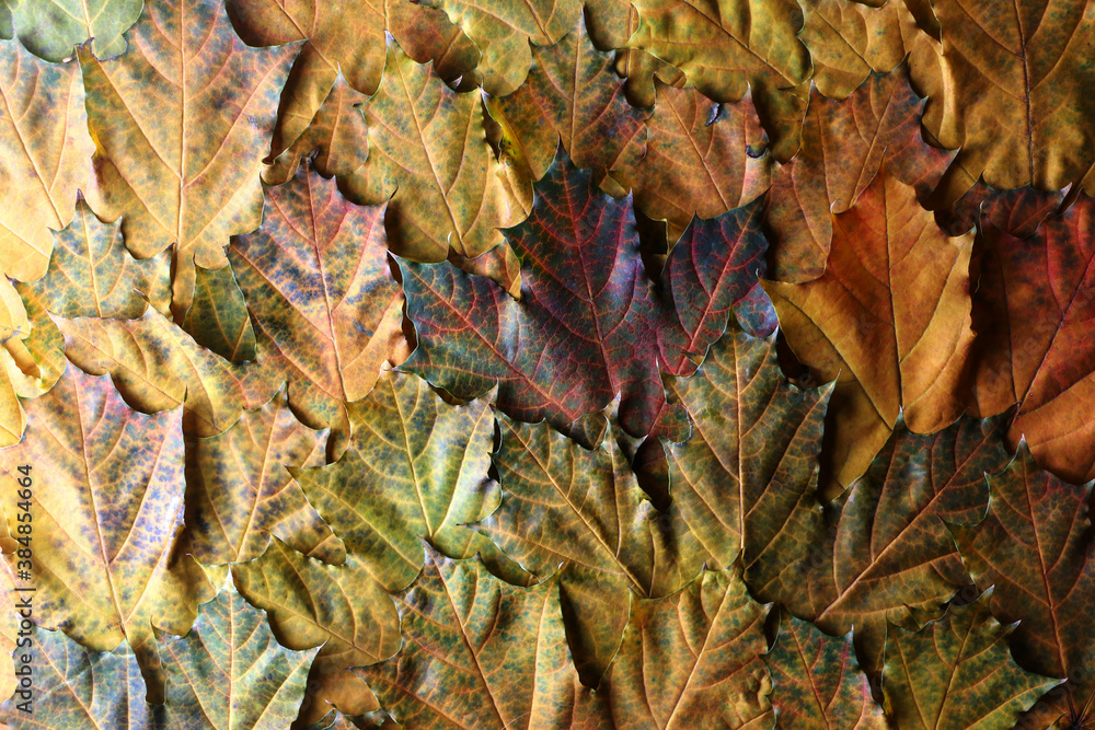 Autumn. Multicolored maple leaves. Background autumn leaves. Leaf group. High quality photo Autumn. Multicolored maple leaves. Background autumn leaves. Leaf group. High quality photo