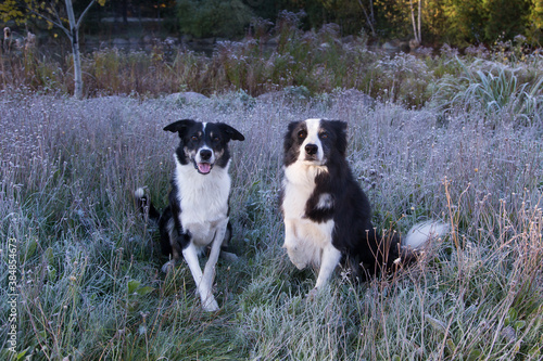 Photography Handsome unleashed pair of border collie dogs sitting in frosted grasses staring