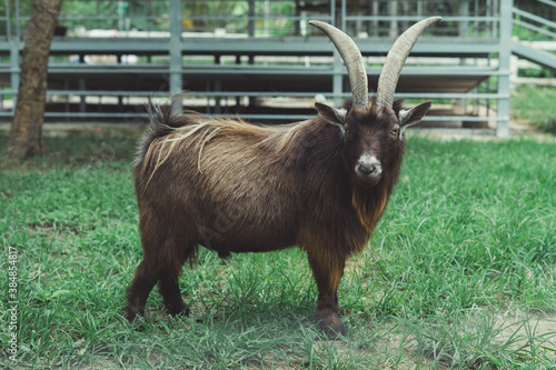 Photography A dwarf goat taken at a zoo near Rayong