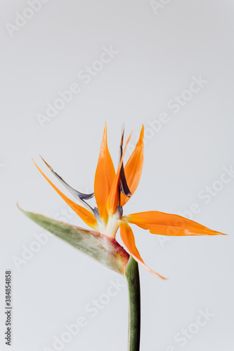 Bird of paradise plant photo