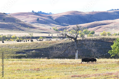 Bison on the Plains