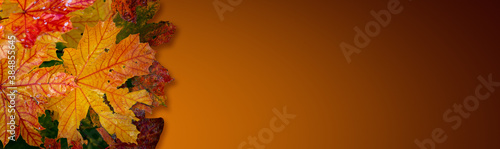 Wallpaper Mural Banner with a pile of wet colorful maple tree leaves in Autumn bright colors at dark yellow gradient background with copy space for text, details, closeup. Torontodigital.ca