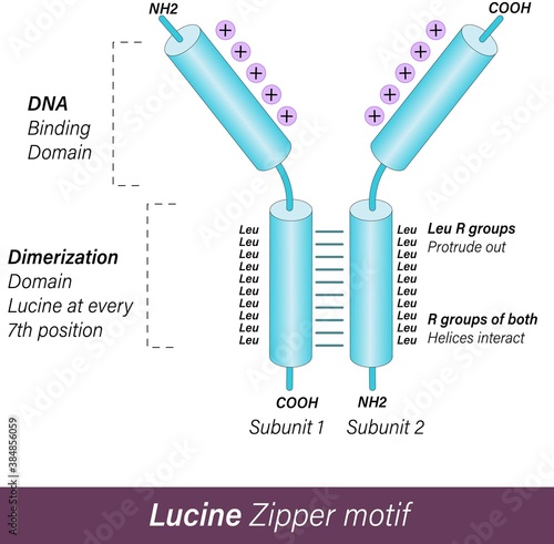 DNA binding motifs: HLH or helix loop helix motif, Helix turn helix HTH motif, Leucine zipper, and zinc finger motif. motifs of transcription activation of gene