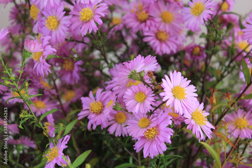 autumn purple bushy Aster flowers autumn purple bushy Aster flowers