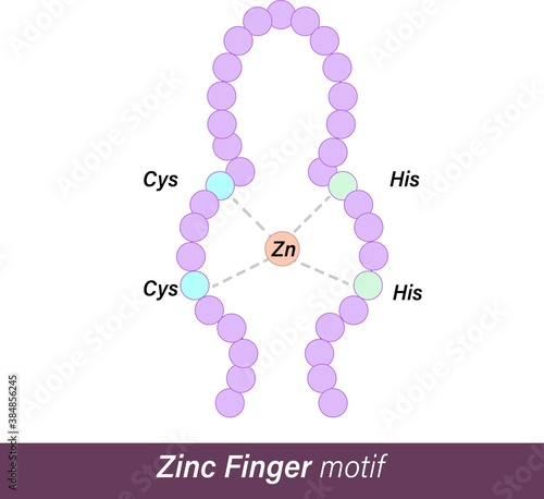 DNA binding motifs: HLH or helix loop helix motif, Helix turn helix HTH motif, Leucine zipper, and zinc finger motif. motifs of transcription activation of gene