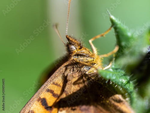 Papillon tircis. photo