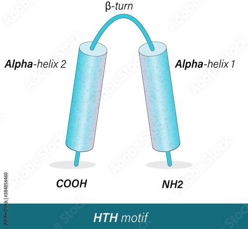 DNA binding motifs: HLH or helix loop helix motif, Helix turn helix HTH motif, Leucine zipper, and zinc finger motif. motifs of transcription activation of gene