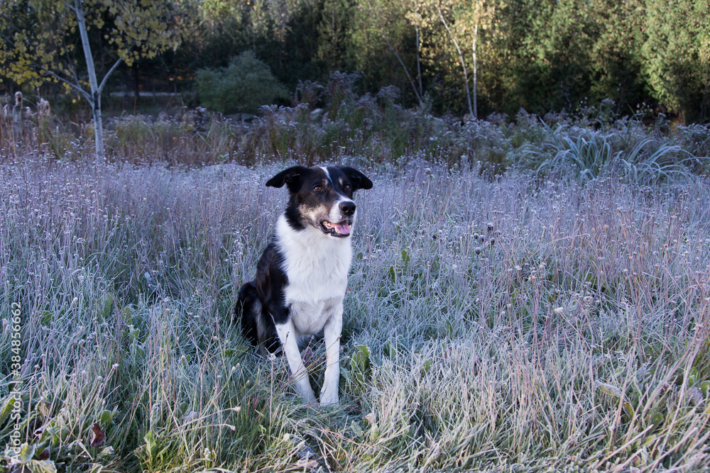 Handsome unleashed short haired border collie dog sitting in frosted grasses staring with intent expression, Levis, Quebec, Canada