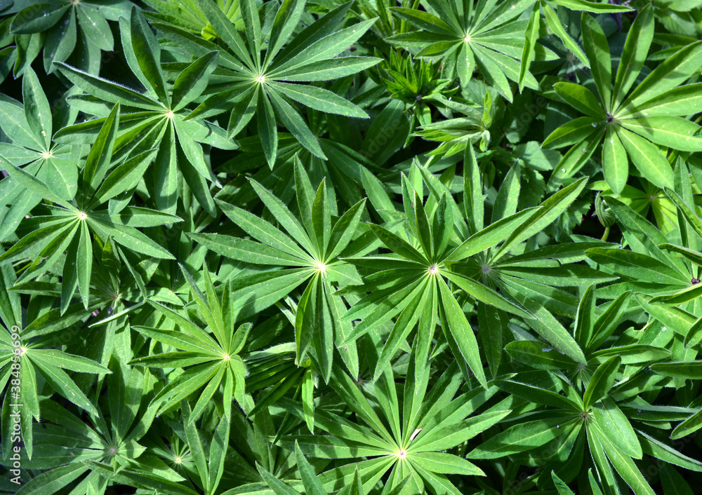 background lupine leaves in the sun