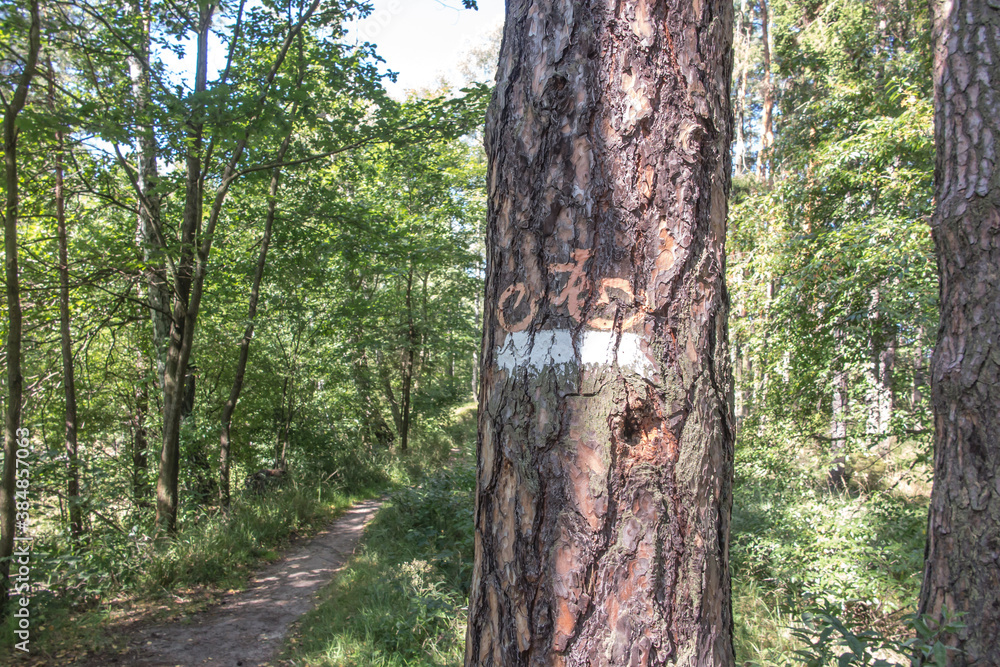 marking of the forest bicycle trail
