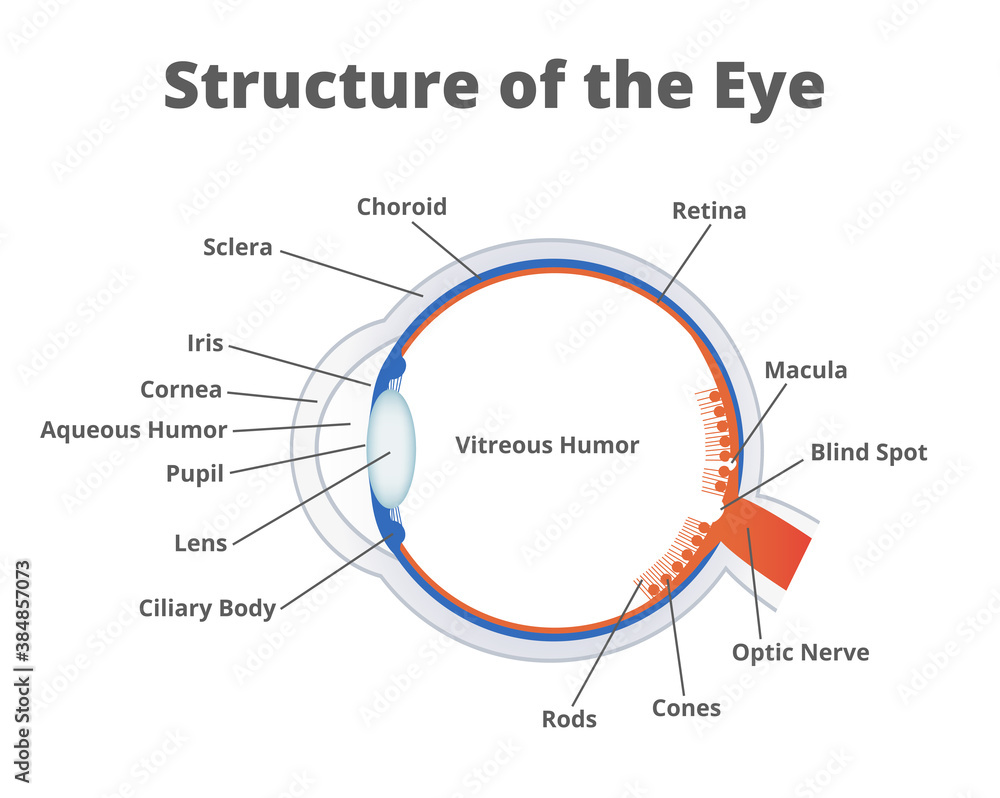 Vector illustration of the structure of the eye. Anatomy of the healthy eye. Human eye anatomy scientific illustration with a description of the individual parts isolated on a white background. Vector illustration of the structure of the eye. Anatomy of the healthy eye. Human eye anatomy scientific illustration with a description of the individual parts isolated on a white background.