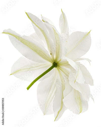 White flower of clematis  isolated on white background