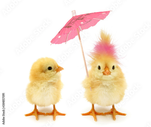 Fotografia, Obraz Two chicks one crazy chick with weird pink hair and paper parasol umbrella