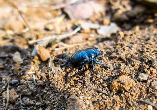 Forest beetle  Anoplotrupes stercorosus 