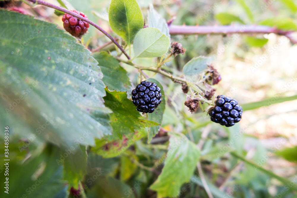 wild blackberry fruits forming thickets wild blackberry fruits forming thickets