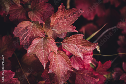 background from red leaves. different shades of red. autumn foliage. predominant red.
