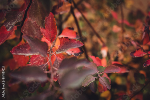 branch of a tree with red-orange foliage. fall. the background is blurred. close-up
