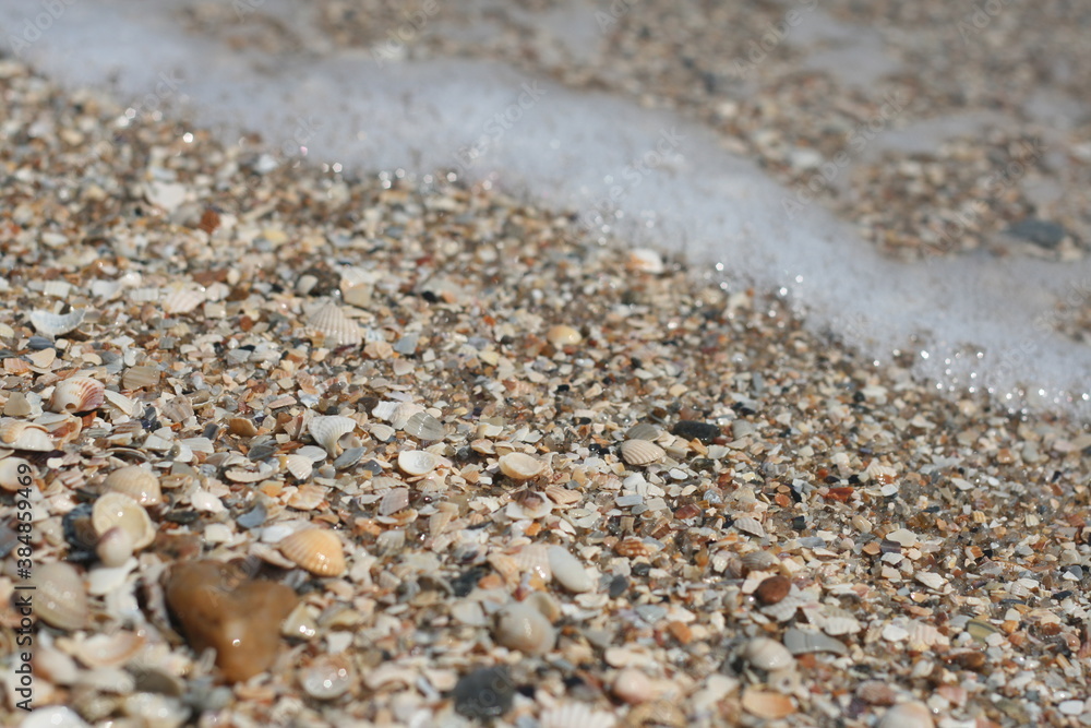 shell on the sand shell on the sand