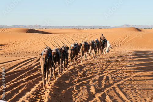 Berber guide walking dromedaries desert