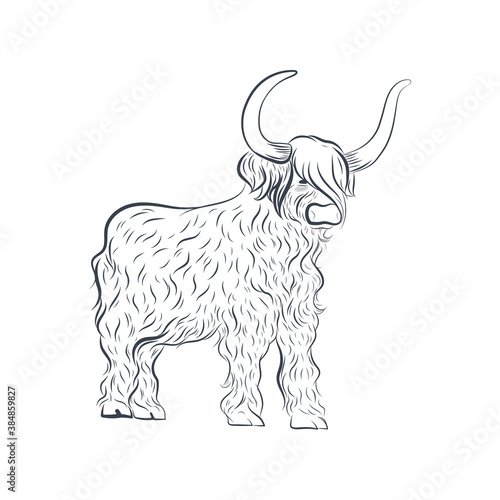 Grunting ox vector illustration. Longhair yak isolated on white background.