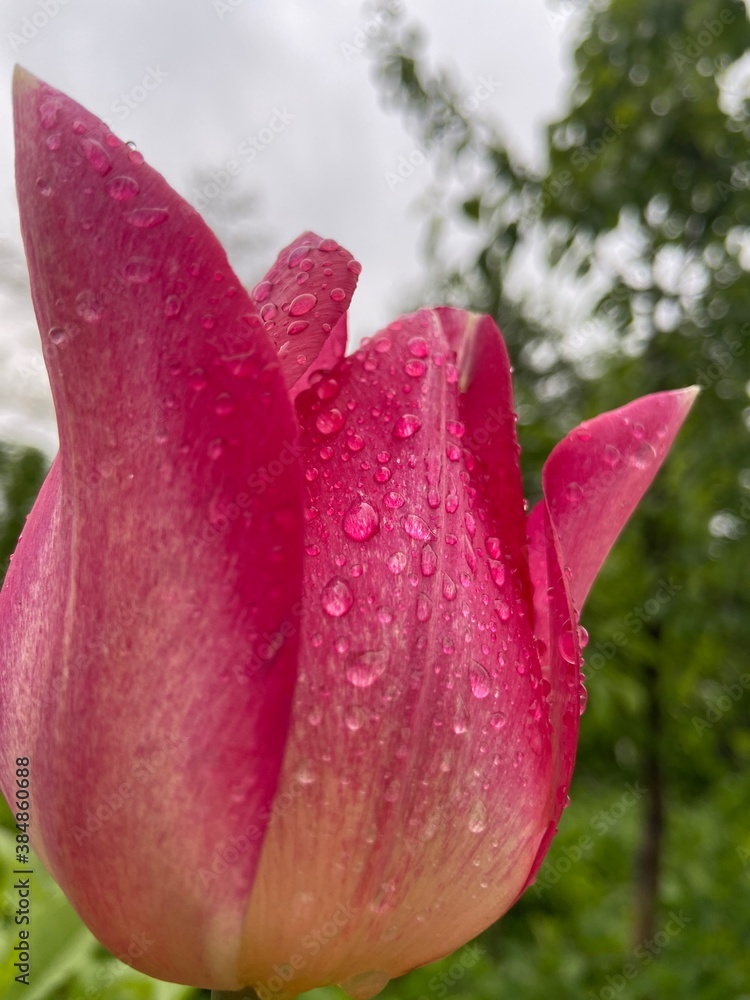 pink tulip with drops pink tulip with drops