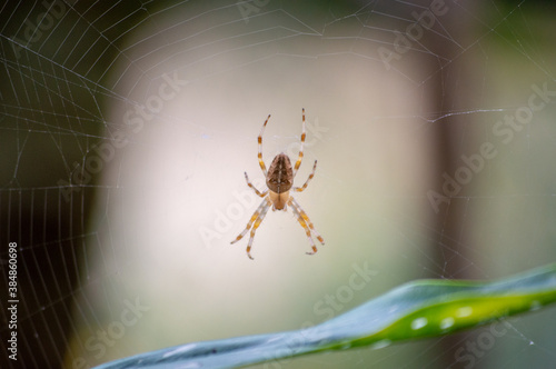 Close-up shot of a spider on the web