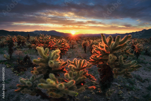 Sunrise over the cholla cactus, Mojave desert