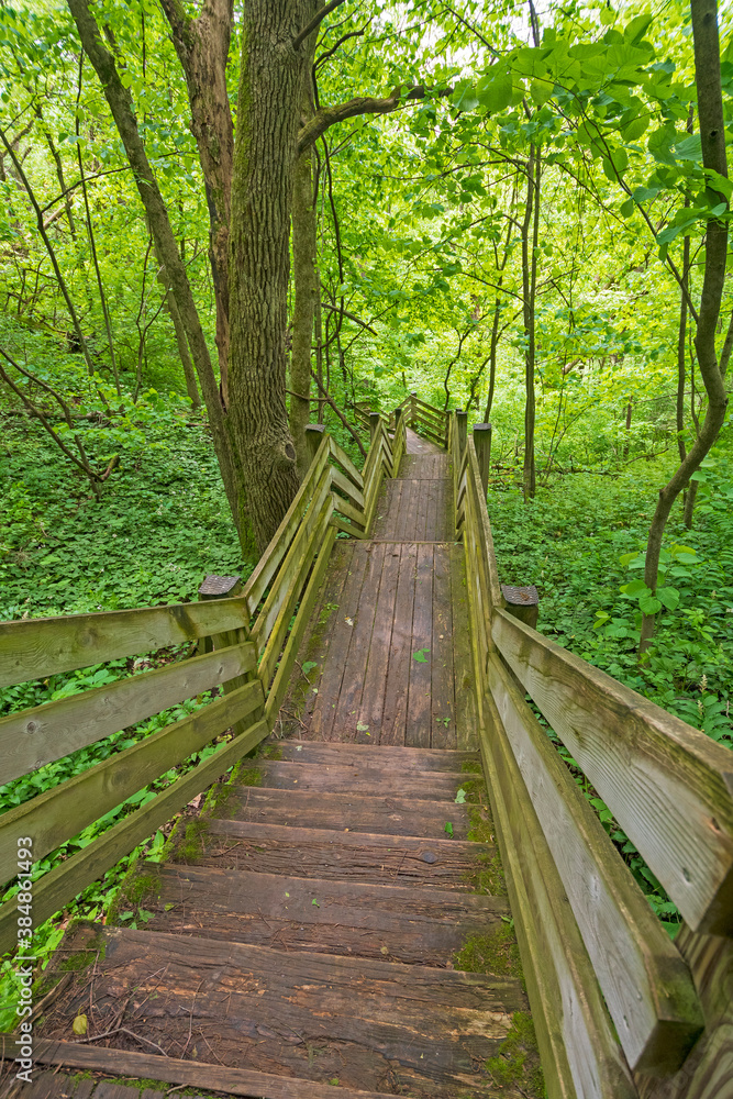 Wooden Stairway Through a Verdant Forest Wooden Stairway Through a Verdant Forest