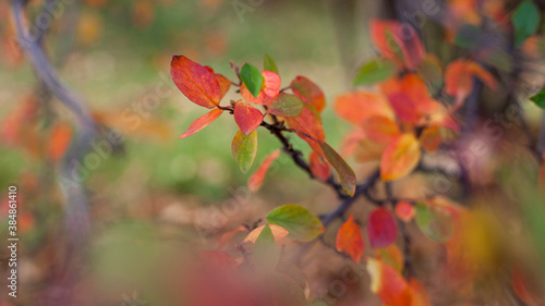 Colorful autumn leaves on natural background