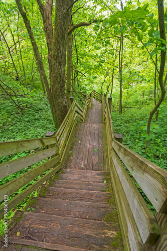 Wooden Stairway Through a Verdant Forest