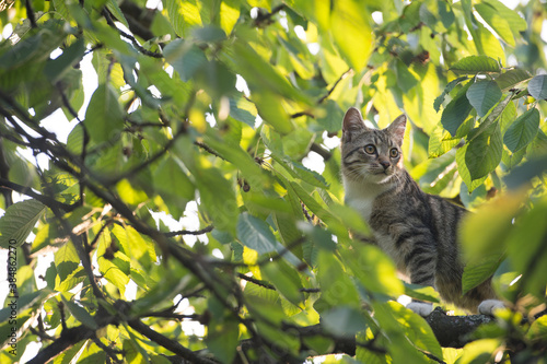 Photography cat live in wild climbed on tree branches, pedigreed and purebred