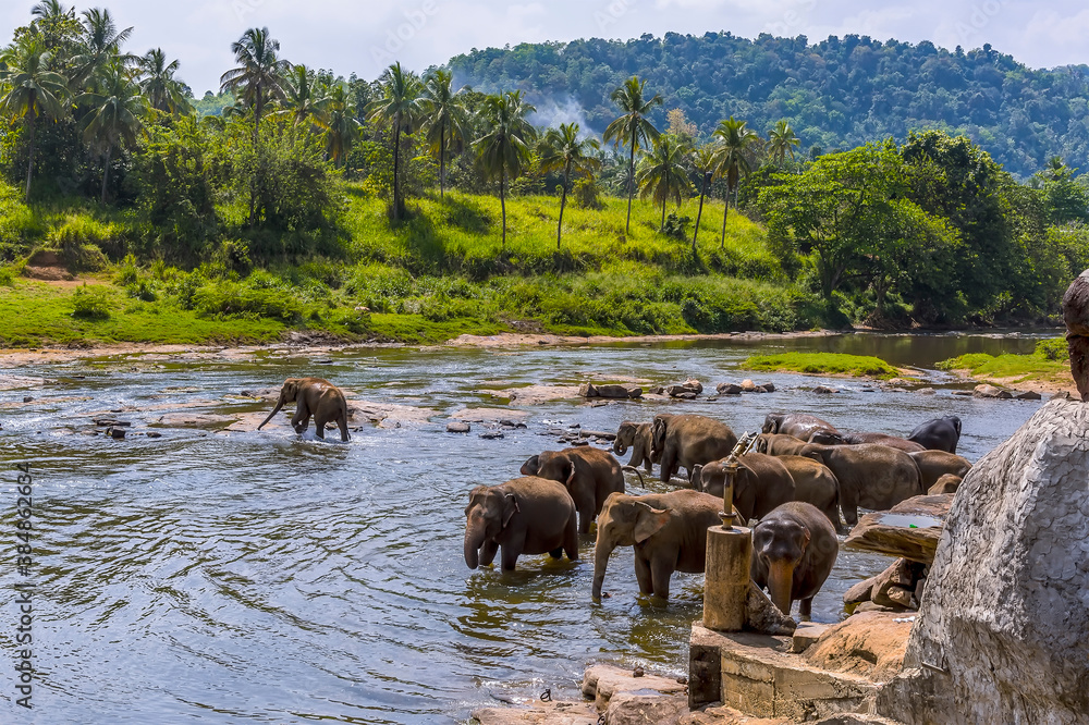 Elephants cooling down in the Maha Oya river at Pinnawala, Sri Lanka, Asia Elephants cooling down in the Maha Oya river at Pinnawala, Sri Lanka, Asia