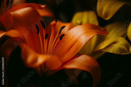 close up of orange lily flowers photo