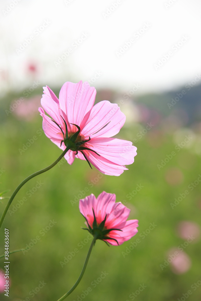 Fototapeta premium コスモス