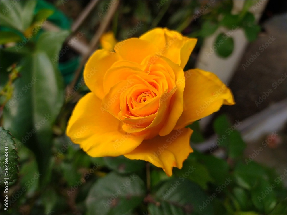 yellow rose in garden yellow rose in garden