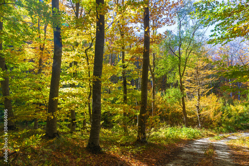 The beauty of trees in the autumn forest