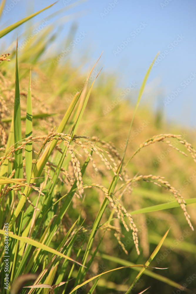 Fototapeta premium 稲穂