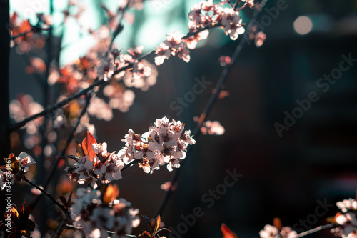 plum blossoms in the garden 