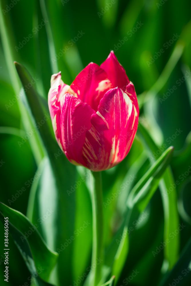 Naklejka premium Blooming tulipa gesneriana in the spring garden.