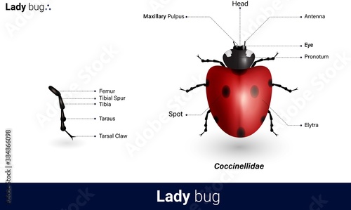ladybug, red, bug, nature, beetle, ladybird, white, insect, lady, color, isolated, black, animal, spring, small, background, closeup, summer, illustration, cute, vector, macro, bright, cartoon, design