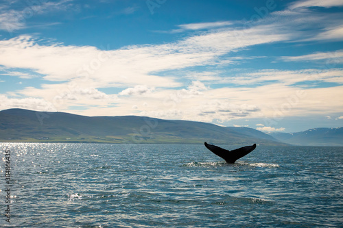 Humpback whale, megaptera novaeangliae, swimming in the sea in Iceland. Huge wild mammal under the water with copy space. Giant animal diving in the ocean.